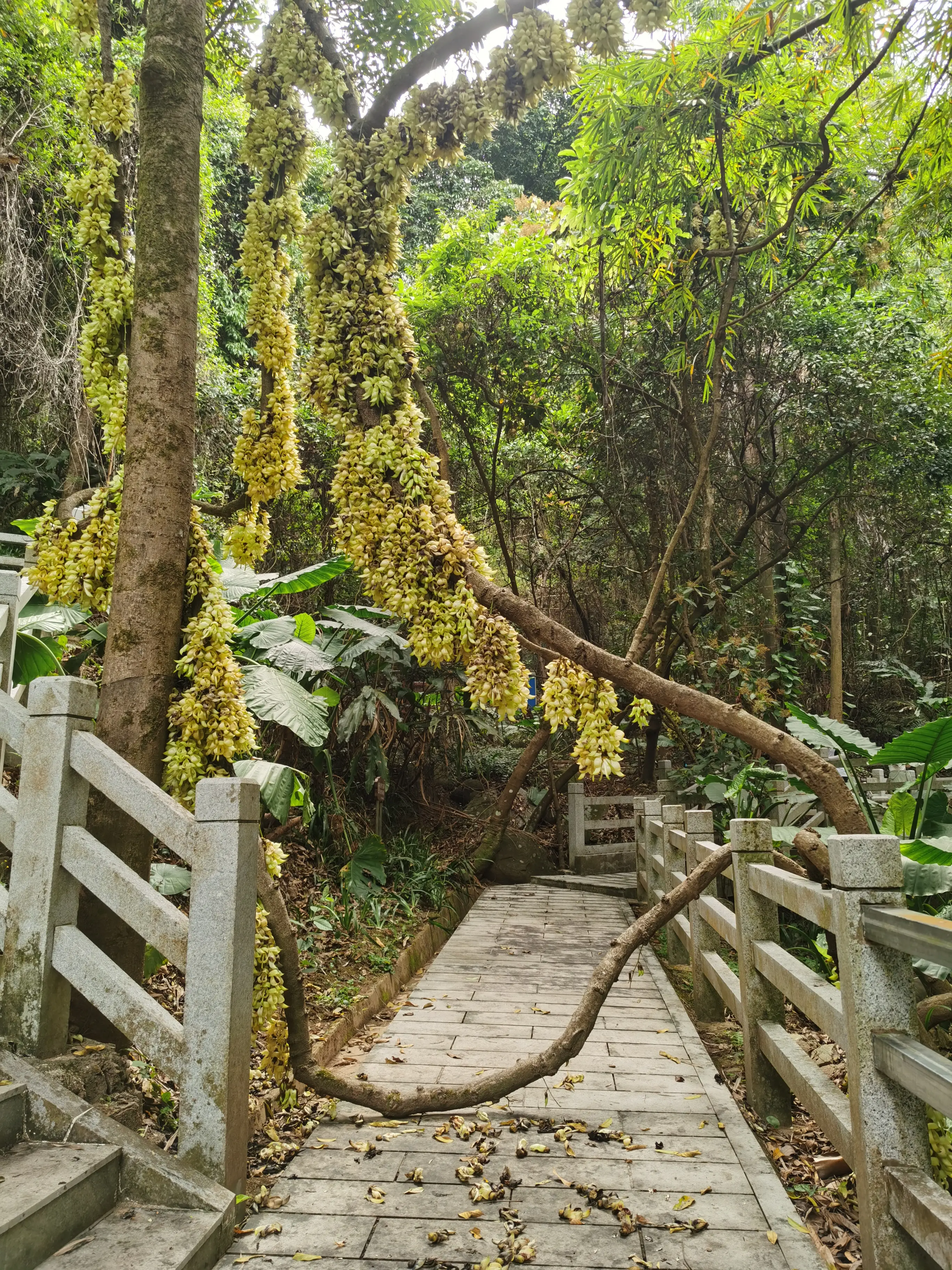 2025-清明-天鹿湖-禾雀花
